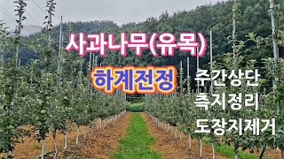 사과나무 유목 하계전정/주간상단 정리방법/측지 정리방법/도장지 제거방법
