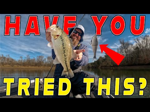 The 2 "MUST HAVE" Baits For January Bass Fishing! (Day On The Water With Matt)