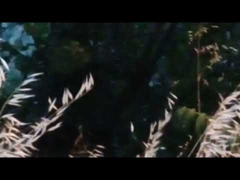 Cat hunting scenes Naoussa Greece