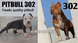 Pitbull 302 Bloodline || Faadu quality pitbull puppies for sale