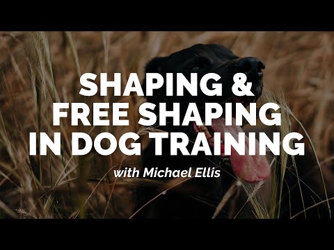 Michael Ellis on Shaping and Free Shaping in Dog Training