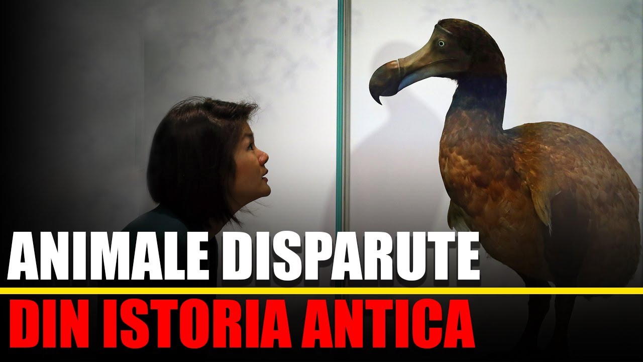 Watch Animal Mare Negru Cu Coarne Originar Din Africa Now Animale Disparute Din Istoria Antica