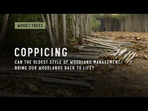 Coppicing & Forest Regeneration Service
