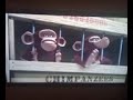 Madagascar Mason Ship To Kenya Wildlife Preserve Africa