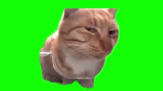 Mr Fresh cat sideeye meme green screen