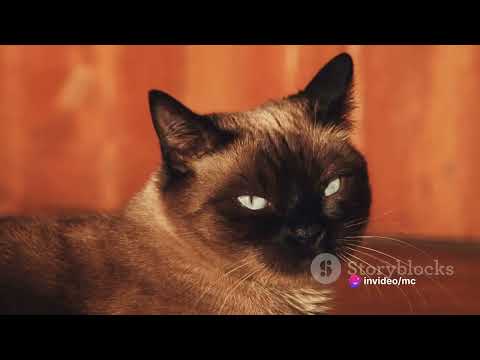 A Symphony of Cat Antics