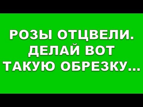 , title : 'Розы отцвели. Делайте вот такую обрезку кустов роз после цветения. И розы будут цвести до морозов'