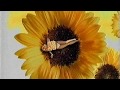 Pro7 Idents Werbung Sommer 1999