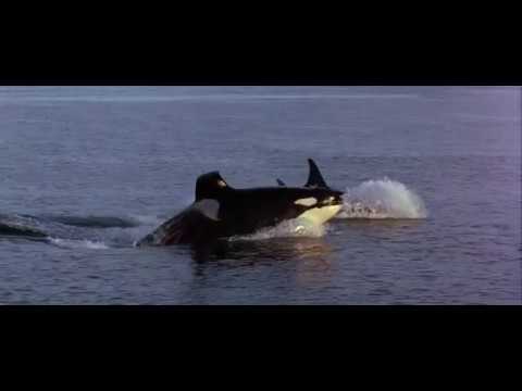 03. Whales (Free Willy 2 / 1995) Soundtrack