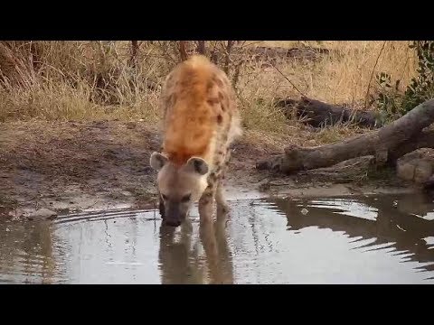 Djuma: Lone Hyena gets a drink - 06:32 - 07/25/19
