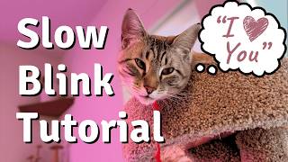 5 ways to say "I LOVE YOU": Communicate with your cat!