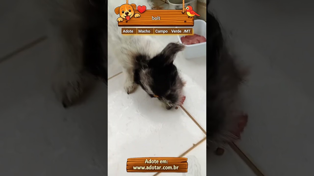 Cachorro raça SRD-ViraLata idade 6 ou mais anos nome bolt
