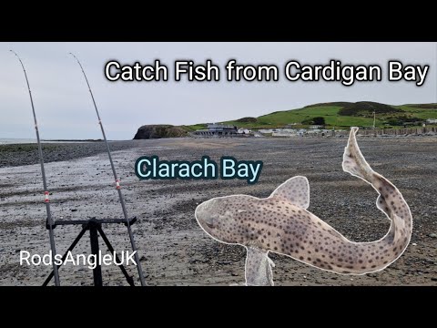 Catch Fish from Cardigan Bay: CLARACH BAY