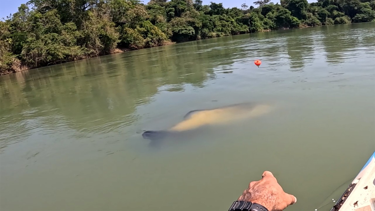 Quando vi o tamanho do animal, meu corpo tremeu...