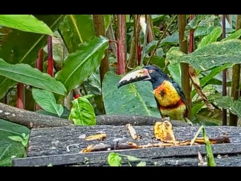 A Hungry Collared Aracari Snacks on Bananas in Panama  – October 4, 2022