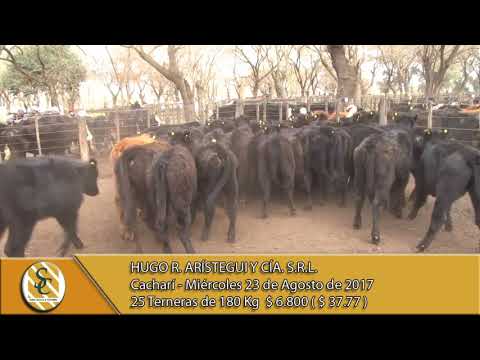 23-08-17 Venta de Hembras -   Hugo R.  Aristegui  -Cacharí