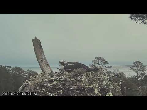 A Wonderful Morning For A Fish Delivery | Savannah Osprey Cam – Feb. 20, 2019