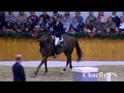 Chacfly Hengstkollektion Englisch 2019