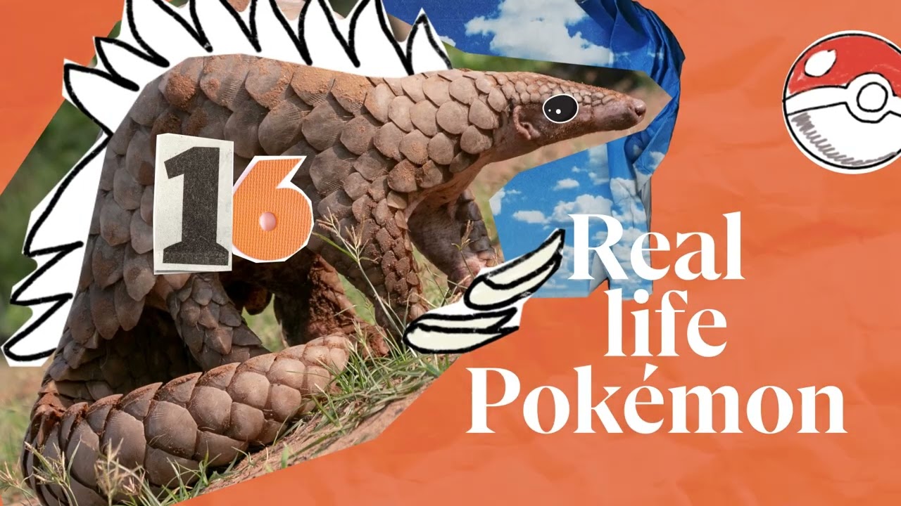 30 words for pangolin