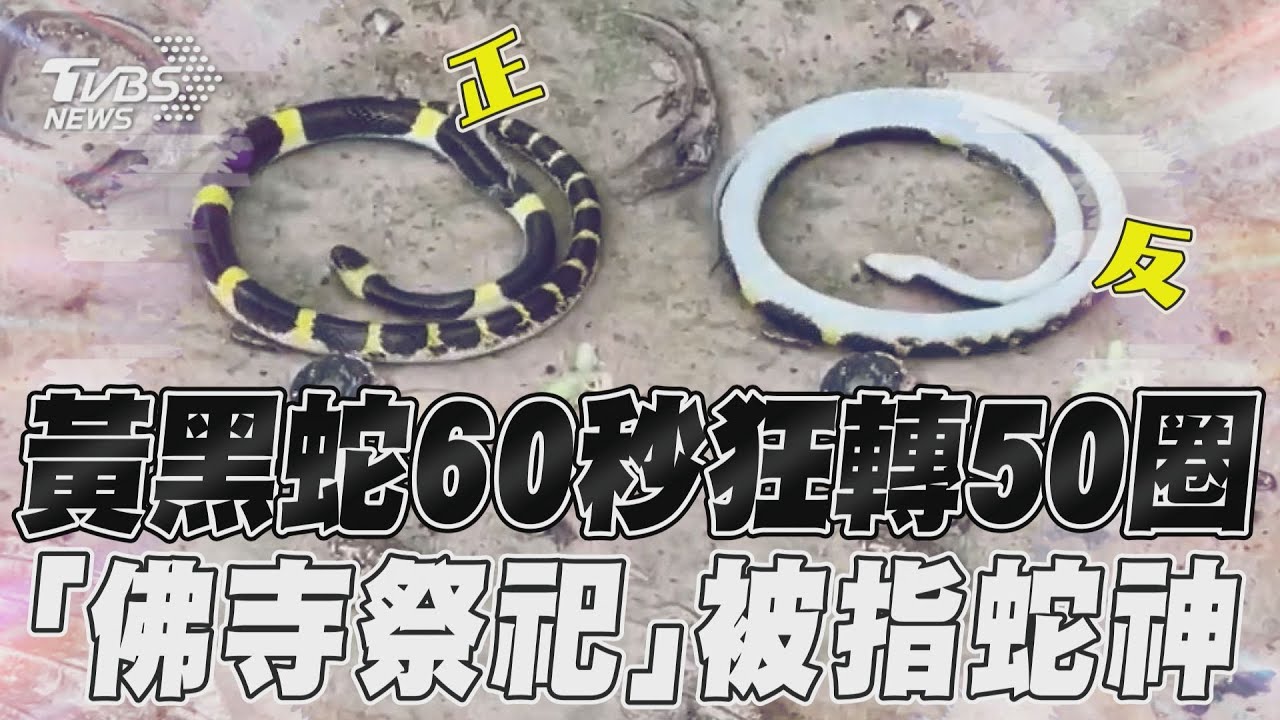 影音/蛇神降臨?黃黑蛇60秒狂轉50圈 「佛寺祭祀」民眾稱福兆