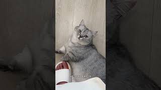 Gatinha Fofa tem um Mau Hábito 🐱❤️
