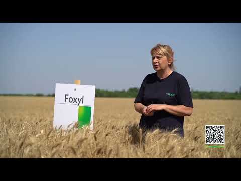 Sorte strnih žita - Foxyl i Sobred TV prilog
