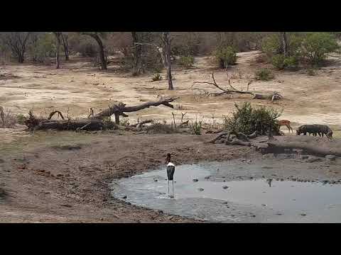 Djuma: Warthogs and Saddle-billed Stork - 13:25 - 10/24/19