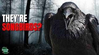 5 Things You Didn't Know About Common Ravens!
