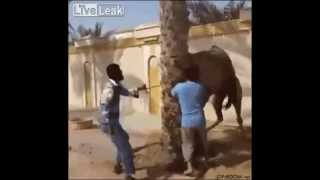 What do humans taste like?