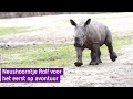 Neushoorntje Rolf voor het eerst op avontuur