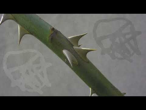 треки испол. ШИПЫ (spikesms2016) #2016 // что было до ONDA ANDAR 