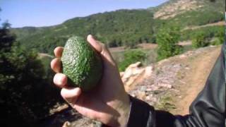 Avocado Farming
