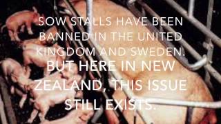 Stop battery farming pigs