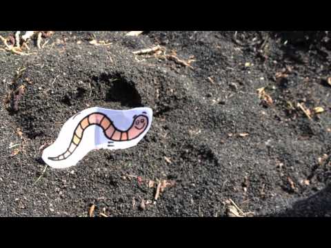 Ecosystem - Valdemar the Tree