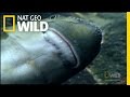 Hippo Day Spa | Nat Geo Wild