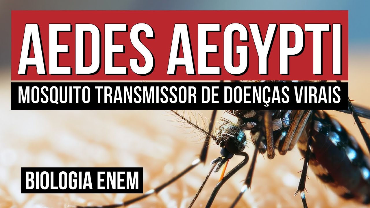 AEDES AEGYPTI: mosquito transmissor de doenças virais| Biologia para o Enem | Cláudia Souza Aguiar