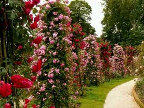 LA GALANTE THE SOUL OF RIGA (10 - INFO) INESSA GALANTE - Roses for a rose (rose gardens)