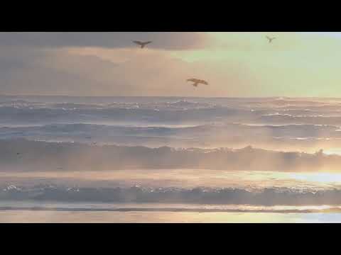 Dimitris Petsetakis - On Shores