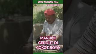 Download lagu GENDUT MVAHE ULOYO RA DI COKOT #lucu mp3