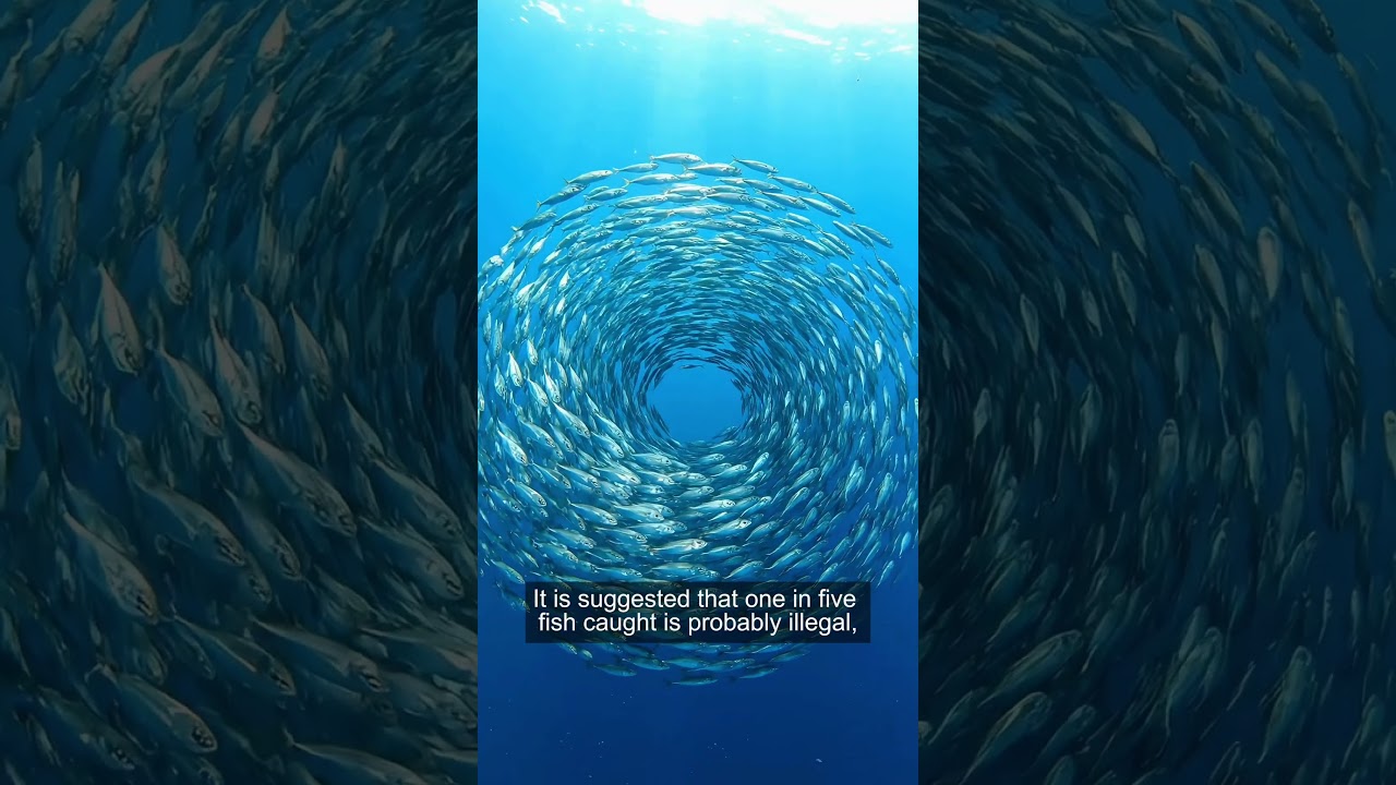 Live from Our Ocean Conference in Mombasa