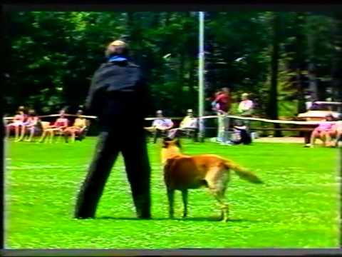 , title : 'Philips Bedrijfsbeveiliging Hondenkampioenschap 1982 DEEL 4'