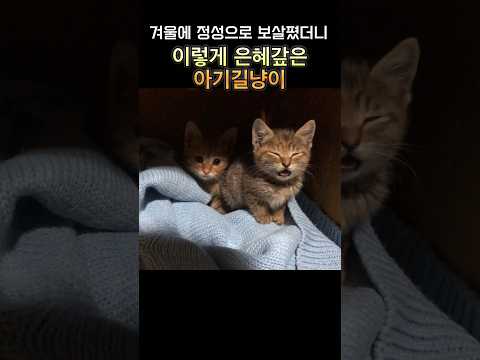 아기고양이가 은혜갚는방법
