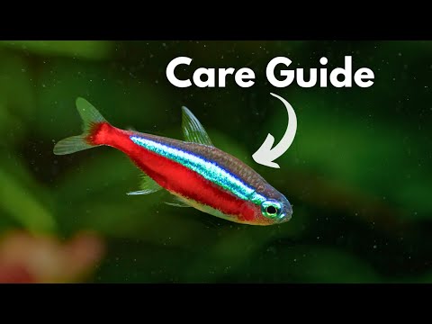 Ultimate Cardinal Tetra Care Guide : Paracheirodon axelrodi