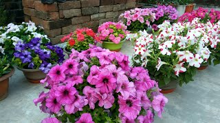Petunia, a great winter flower : how to grow and care (with English subtitles)