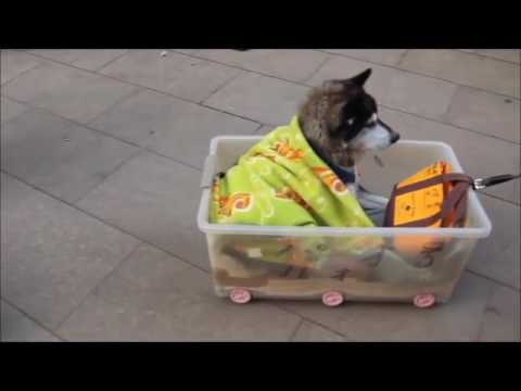 Oto, co właściciel robi dla swojego psa |NIESAMOWITE|WZRUSZAJĄCE|