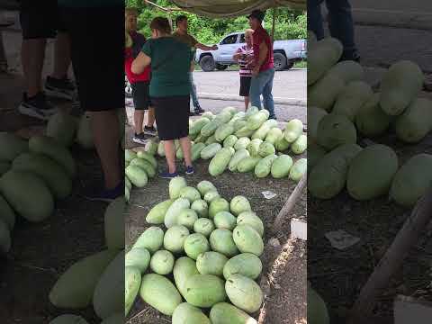 Temporada de Sandias En El Salvador. La Nueva Concepción en Chalatenango.