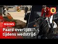 SCHOKKENDE BEELDEN: Toppaard Hickstead OVERLEDEN in Verona | Omroep Brabant