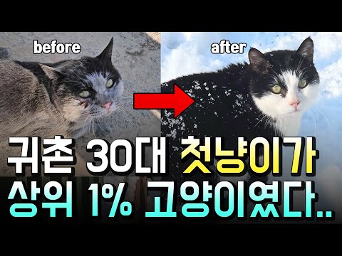 4년간 날 찾아온 길냥이.. 죽음 직전 5번 구조한 고양이의 놀라운 변화