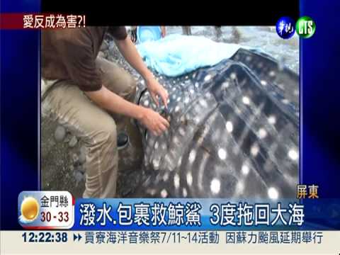 海生館野放太粗魯?! 鯨鯊恐送命