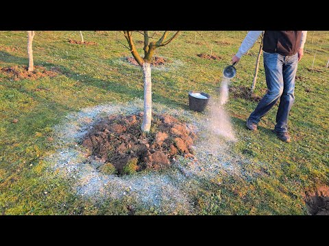 Sprinkle this powder now - your fruit trees need it!